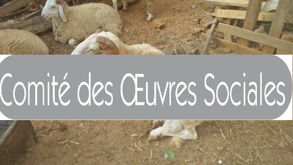COS: Achat des moutons de l’Aïd par facilité