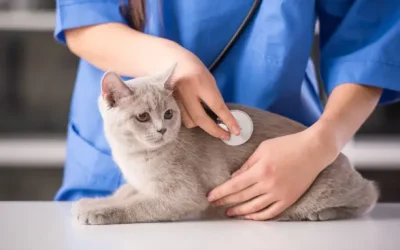 Les maladies virales chez les chats